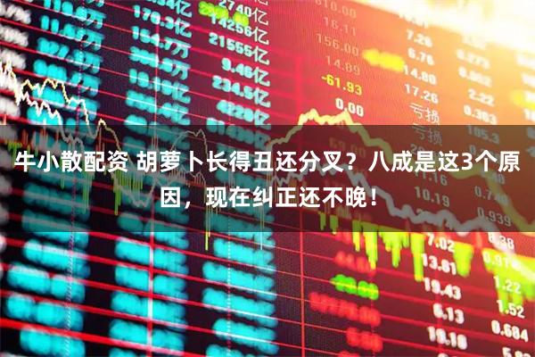 牛小散配资 胡萝卜长得丑还分叉？八成是这3个原因，现在纠正还不晚！